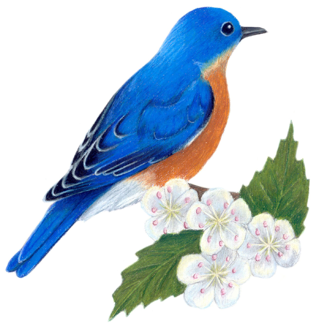 missouri-state-bird-and-flower-bluebird-sialia-sialis-hawthorn